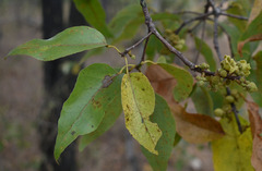 Brachychiton diversifolius orientalis