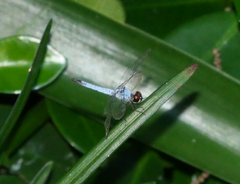 Brachydiplax denticauda