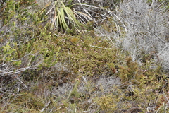 Diastella divaricata divaricata