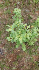 Euphorbia papillosa