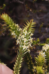 Struthiola striata