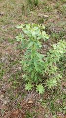 Euphorbia papillosa