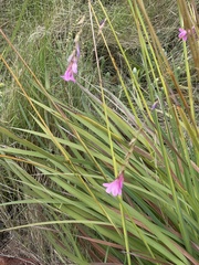 Dierama galpinii