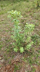 Euphorbia papillosa