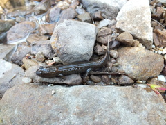 Desmognathus kanawha