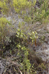 Struthiola striata
