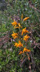 Chloraea chrysantha