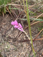 Dierama galpinii