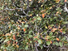 Rhododendron rubropilosum taiwanalpinum