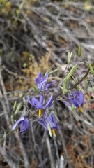 Conanthera bifolia