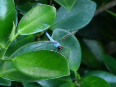 Brachydiplax denticauda