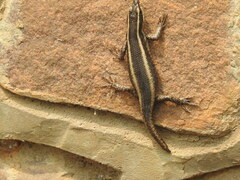 Trachylepis striata