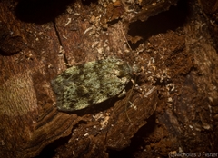 Barea subviridella