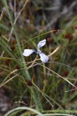Moraea tripetala