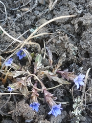 Gentiana