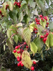 Viburnum betulifolium