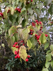 Viburnum betulifolium