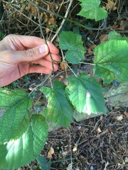 Tilia