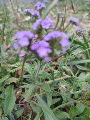 Heliotropium amplexicaule