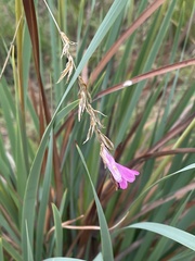Dierama galpinii
