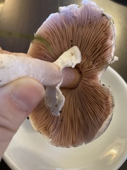Agaricus hondensis