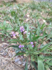 Heliotropium amplexicaule