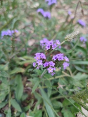 Heliotropium amplexicaule