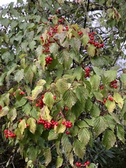 Viburnum betulifolium