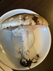 Agaricus hondensis