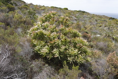 Protea lepidocarpodendron