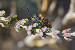 Calendyma aequipunctata