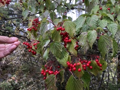 Viburnum betulifolium