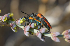 Calendyma aequipunctata