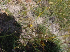 Moraea inconspicua