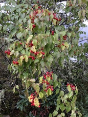 Viburnum betulifolium