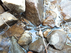 Desmognathus kanawha