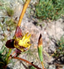 Moraea inconspicua