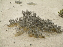 Caroxylon tuberculatum