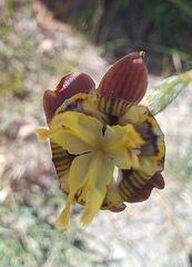 Moraea inconspicua