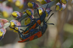 Calendyma aequipunctata