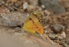 Colotis fausta