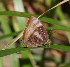 Arhopala micale