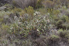 Hermas villosa