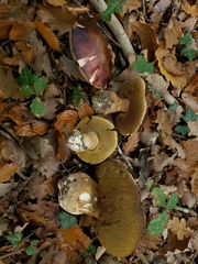 Boletus aereus
