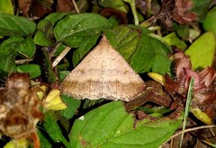Tetanolita palligera