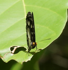 Neptis praslini