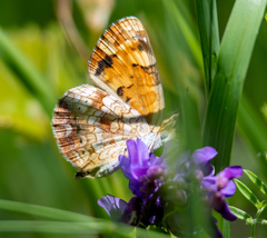 Phyciodes cocyta