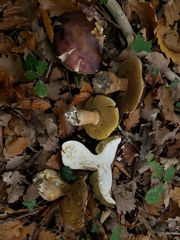 Boletus aereus