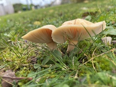 Fungi