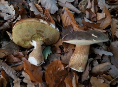 Boletus aereus